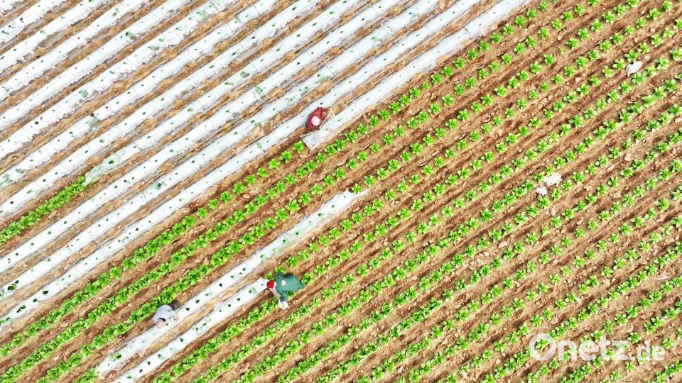 Ein Drohnenfoto zeigt Bauern bei der Arbeit in einem Gemüseanbaugebiet im Kreis Tancheng. Bild: Zhang Chunlei/XinHua/dpa