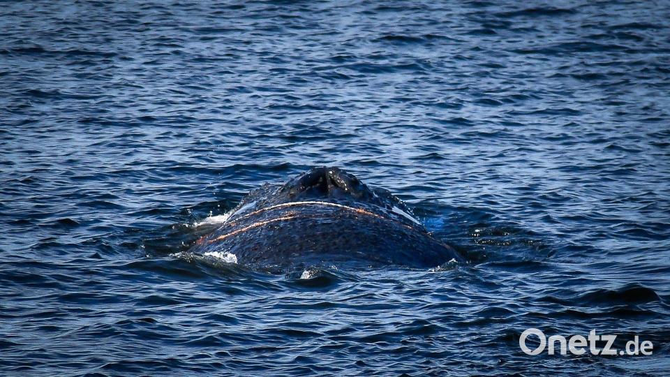Der gestrandete Wal wurde das erste Mal Anfang des Monats im Wismarer Hafen gesichtet. (Archivbild) Bild: Tom Schultz/WISMAR.FM/dpa