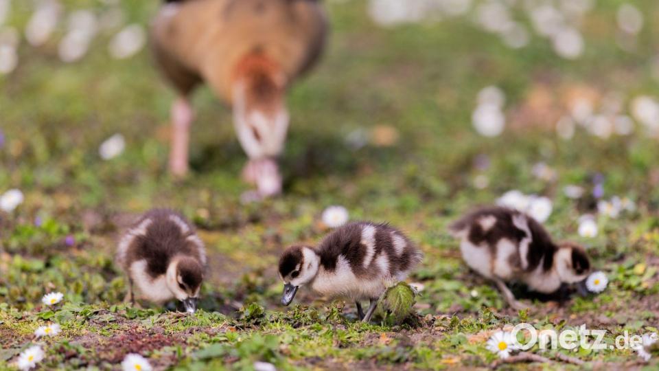 Nilgänse und ihre Küken suchen auf einer Wiese in der Innenstadt von Düsseldorf nach Nahrung. Bild: Rolf Vennenbernd/dpa