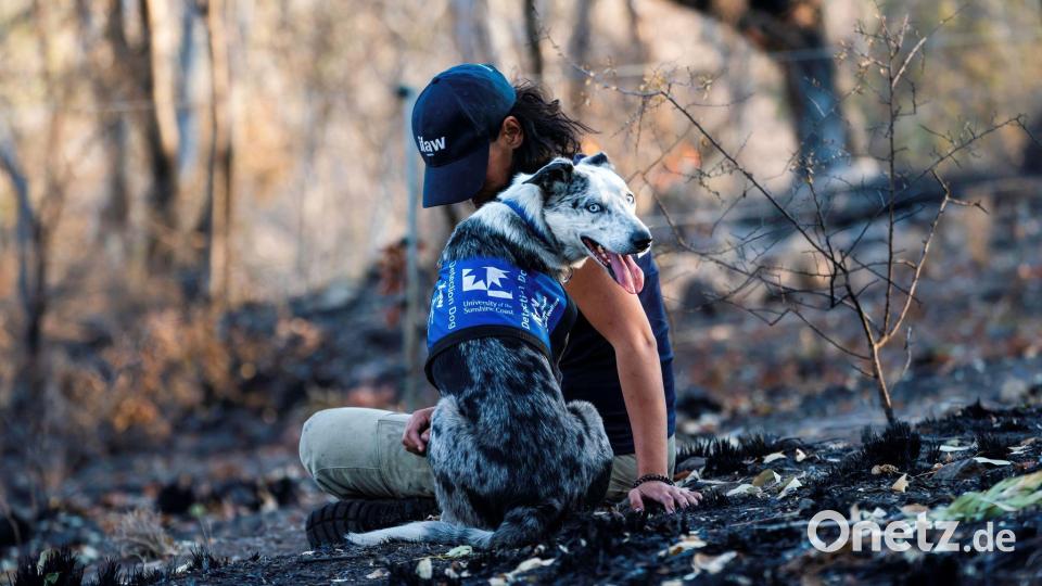 Einst galt er als Problemhund - dann fand der energiegeladene Bear seine Lebensaufgabe in den australischen Wäldern. (Archivbild) Bild: Tyson Mayr/IFAW/dpa