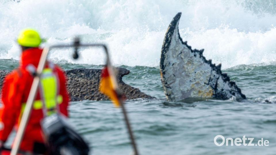 Rettungskräfte beobachten vom Strand aus einen Wal, der am Timmendorfer Strand gestrandet ist. Die Polizei hat das Gelände abgesperrt, um das Tier nicht zu beunruhigen. Die Rettung läuft seit den Morgenstunden. Bild: Jens Büttner/dpa