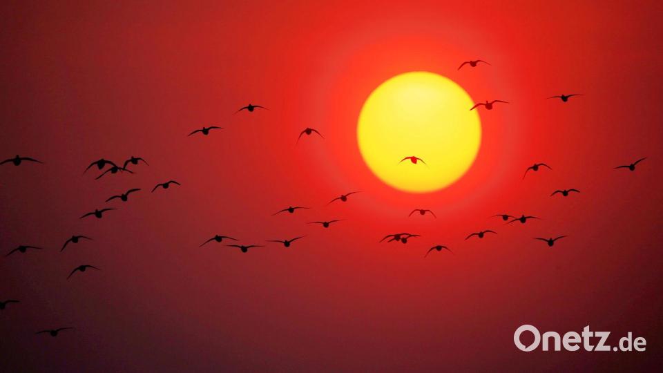 Zugvögel fliegen über den Songhua-Fluss im Nordosten Chinas. Bild: Zhang Shu/XinHua/dpa