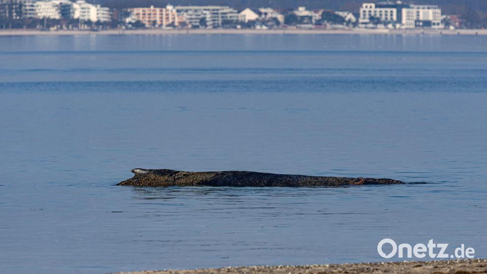 Das Tier ist in der Nacht auf eine Art Sandbank aufgeschwommen. Bild: Ulrich Perrey/dpa