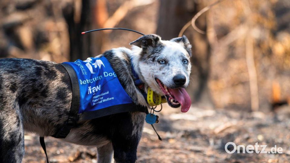 Bear wurde mit seiner feinen Nase im „Schwarzen Sommer“ weltberühmt. (Archivbild) Bild: Tyson Mayr/IFAW/dpa