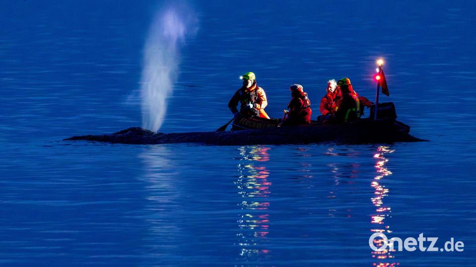 Rettungskräfte versuchen am Abend einen an der Ostseeküste am Timmendorfer Strand gestrandeten Wal wieder in tiefes Wasser zubringen. Bild: Jens Büttner/dpa