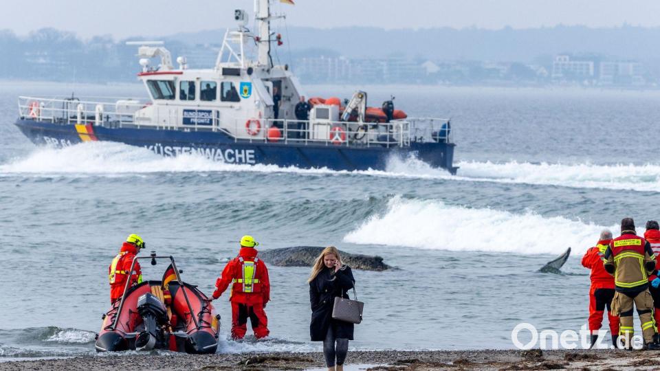Die Rettung des großen Wals ist laut Experten nicht leicht - es könne auch sein, dass das Tier danach gleich wieder strande oder verende. Bild: Jens Büttner/dpa