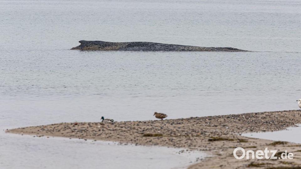 Auch am Dienstag lag der Wal auf der Sandbank vor Niendorf. Bild: Ulrich Perrey/dpa