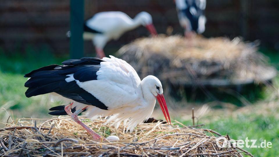 Ein Storch brütet sein Gelege im rheinland-pfälzischen Storchenzentrum der „Aktion PfalzStorch e. V.“. Bild: Uwe Anspach/dpa