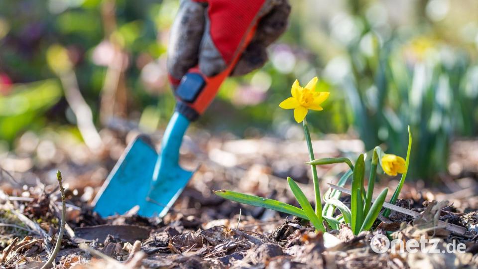Jetzt ist Zeit für Gartenarbeit. (Symbolbild) Bild: Lino Mirgeler/dpa