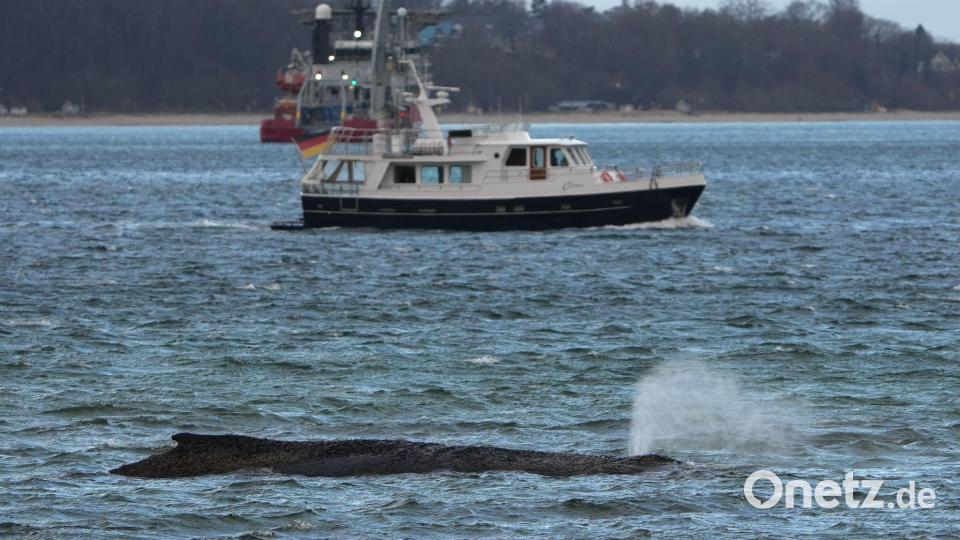 Der gestrandete Wal liegt immer noch vor der Seebrücke am Hafen Niendorf. Bild: Marcus Brandt/dpa