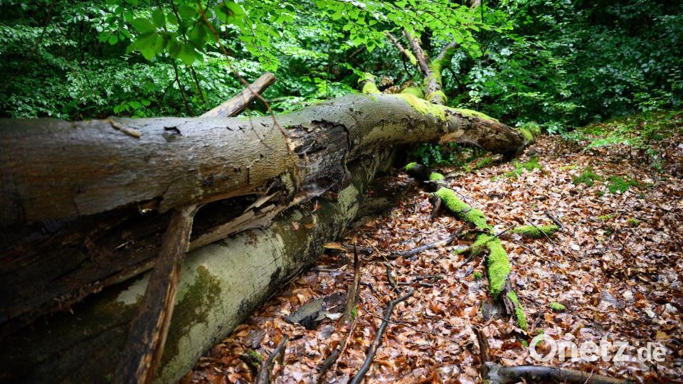 Wenn der deutsche Wald besser mit Dürre und steigenden Temperaturen zurechtkommt, kann er mehr CO2 speichern - was gut ist für das Klima. (Archivbild) Bild: Bernd von Jutrczenka/dpa