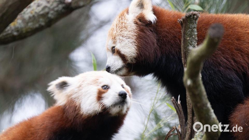 Die beiden Roten Pandas sollen für Nachwuchs im Zoo Dresden sorgen. Bild: Sebastian Kahnert/dpa
