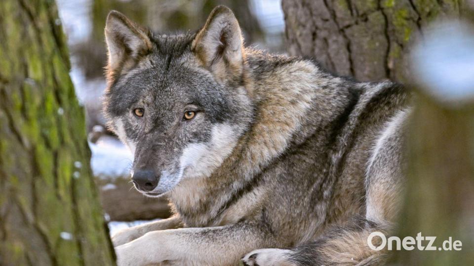 Der Hund stammt vom Wolf ab und begleitet den Menschen schon seit mehr als 15.000 Jahren. (Archivbild) Bild: Patrick Pleul/dpa/ZB