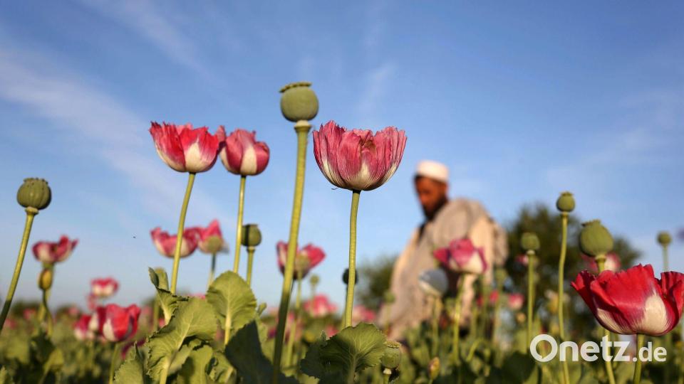 Die Taliban verboten 2022 den Anbau von Mohn. (Symbolbild) Bild: Rahmat Gul/AP/dpa