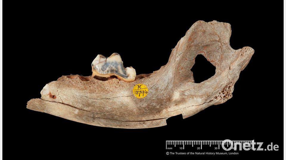 Der älteste genetische Nachweis stammt den neuen Analysen zufolge von einem Hund, der vor 15.800 Jahren lebte. Bild: -/Trustees of the Natural History Museum/dpa