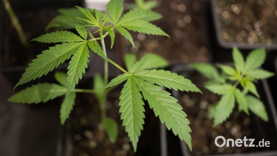 Bundesinnenminister Alexander Dobrindt (CSU) hat das von der Ampel-Koalition beschlossene Cannabisgesetz als „Scheißgesetz“ bezeichnet. (Symbolbild) Bild: Sebastian Gollnow/dpa