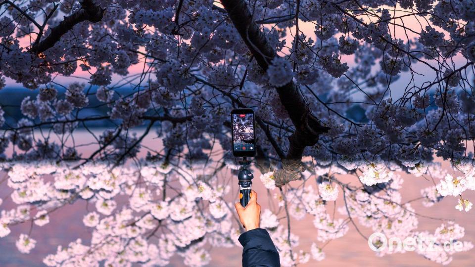 Eine Person fotografiert die blühenden Kirschbäume am Tidal Basin mit dem Handy. Bild: Tom Brenner/FR117851 AP/AP/dpa
