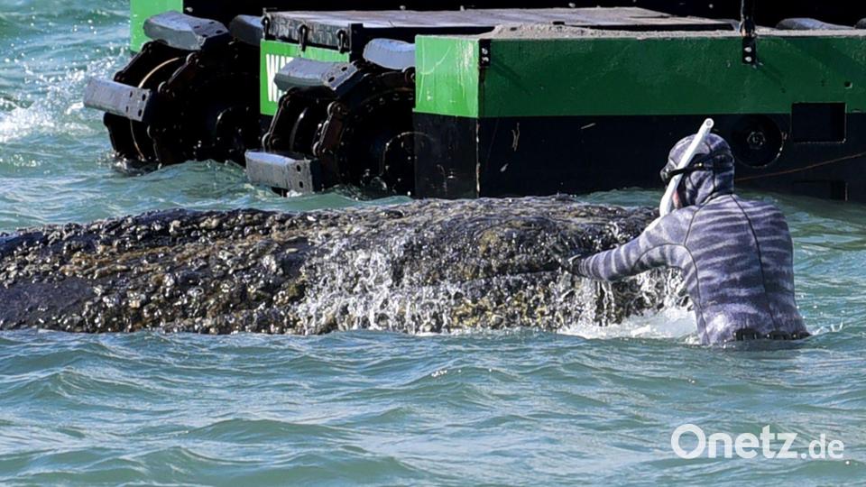 Lehmann dirigiert auch die Bagger, die als Teil der Rettungsversuche im Einsatz sind. Bild: Daniel Bockwoldt/dpa