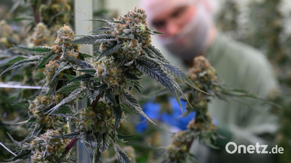 Seit 2017 kann medizinisches Cannabis in Deutschland legal verschrieben werden. (Symbolbild) Bild: Hendrik Schmidt/dpa
