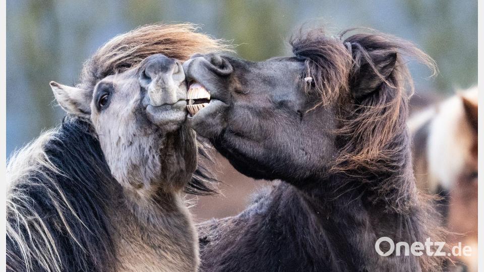 Islandpferde rangeln bei Temperaturen von vier Grad über null auf ihrer Koppel im Taunus. Bild: Boris Roessler/dpa