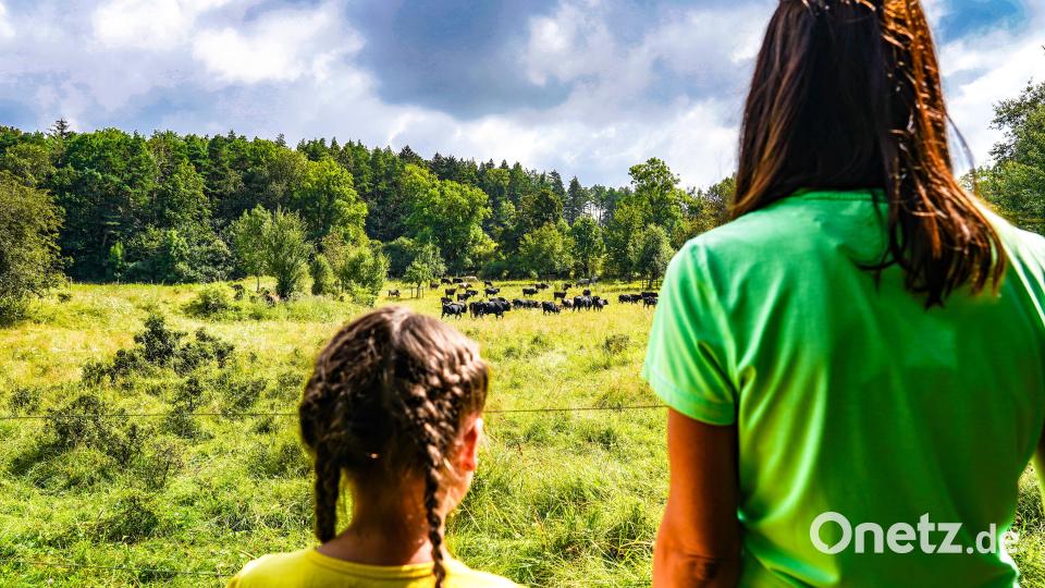 Hier kannst du nicht nur die Rinder, sondern auch noch andere Tiere beobachten. Bild: Regina Wolfohr