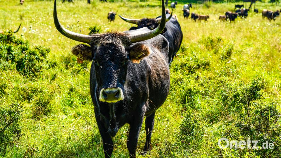 Heckrinder sehen zwar nicht ganz so aus wie Auerochsen, aber fast. Bild: Regina Wolfohr