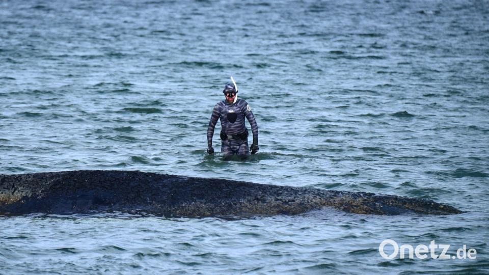 Lehmann sagt, es sei möglich, den Wal ein Stück zu leiten. Bild: Daniel Bockwoldt/dpa
