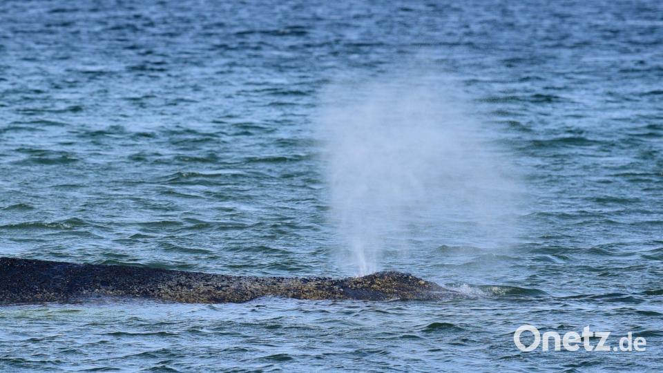 Der Buckelwal war Montagmorgen auf der Sandbank entdeckt worden. Bild: Daniel Bockwoldt/dpa