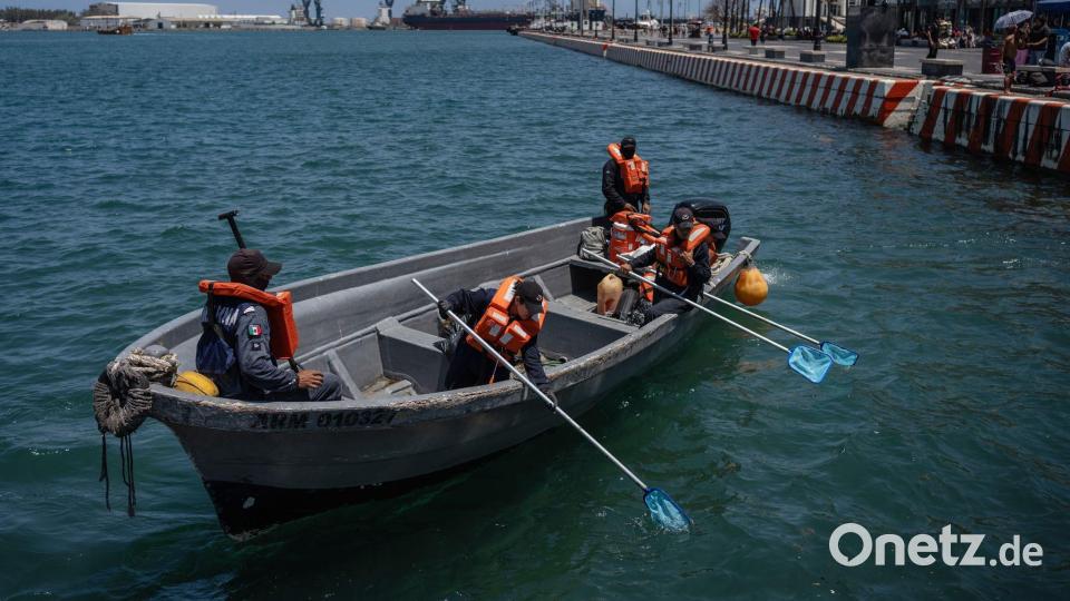 Matrosen der mexikanischen Marine sammeln in Veracruz, Mexiko, ölverschmutztes Sargassum ein. Bild: Felix Marquez/AP/dpa
