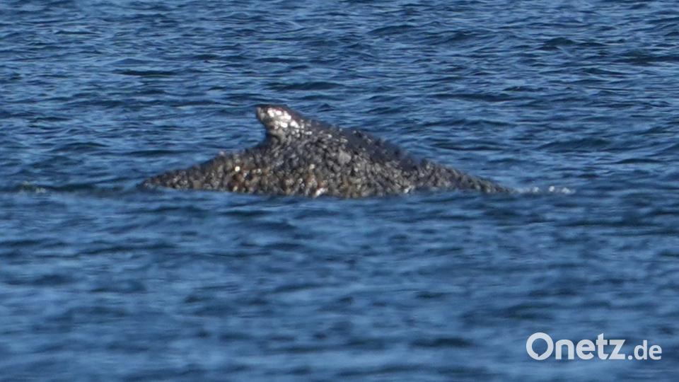 Nach tagelangen Rettungsversuchen ist der Buckelwal wieder frei. Bild: Marcus Brandt/dpa