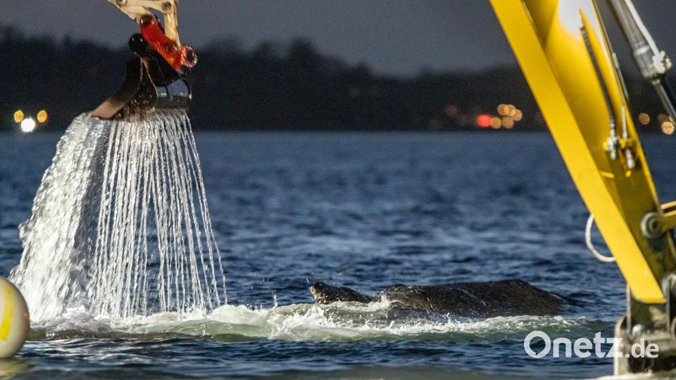 Für die Rettung des Wals war eine Rinne ausgehoben worden. Bild: Ulrich Perrey/dpa