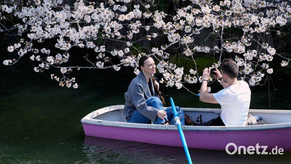 Kirschblüten über dem Wasser: Paar fährt im Boot am Chidorigafuchi-Palastgraben in Tokio, Japan Bild: Shuji Kajiyama/AP/dpa