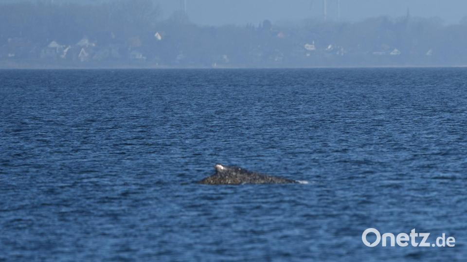 Zurück im Wasser: Buckelwal schwimmt vor Niendorf wieder frei in der Ostsee Bild: Marcus Brandt/dpa