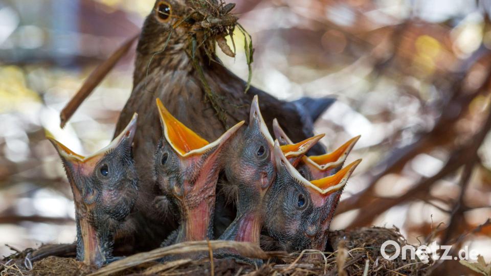Wichtig für Singvögel sind naturnahe, insektenfreundliche Gärten. (Archivbild) Bild: Jens Büttner/dpa