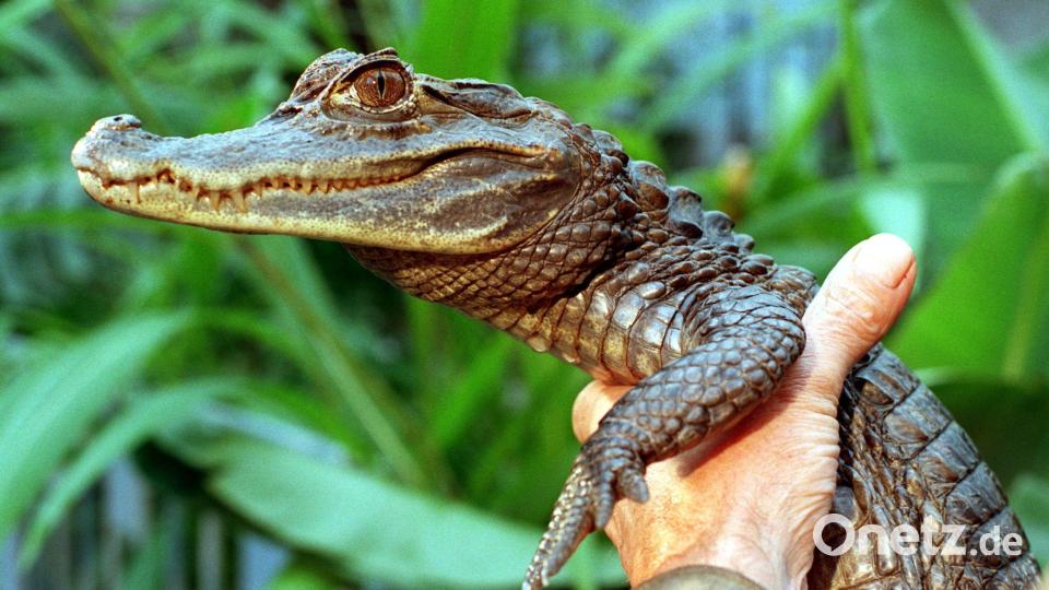 Sammy entkam an einem Badesee. Bild: picture alliance / dpa