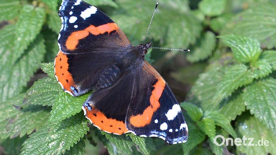 Falter wie Tagpfauenauge, Kleiner Fuchs, Landkärtchen und Admiral legen ihre Eier gezielt an Brennnesseln ab. (Archivbild) Bild: Carmen Jaspersen/dpa/dpa-tmn