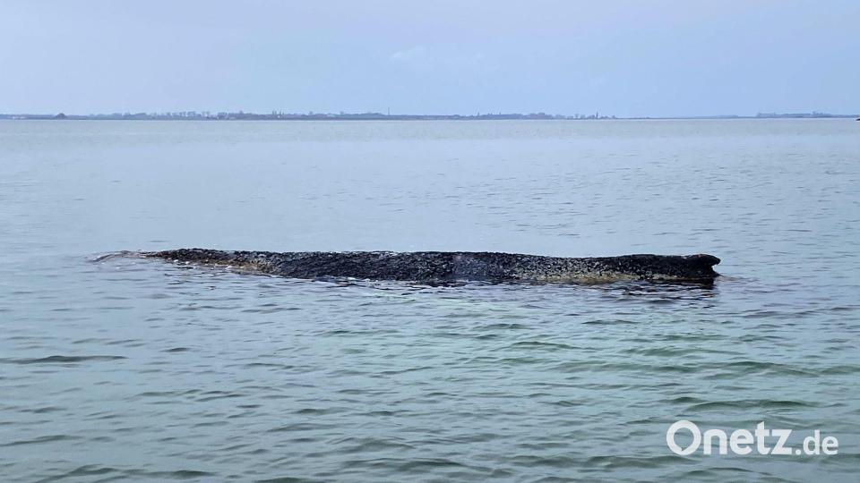 Buckelwal erneut gestrandet Bild: Ferdinand Merzbach/NEWS5/dpa