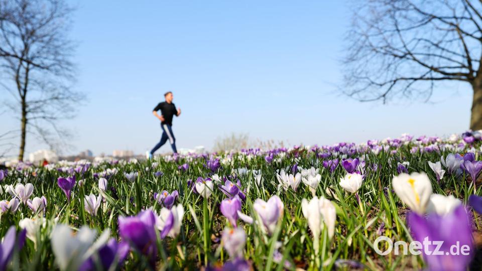Joggen durch ein Blumenmeer ist jetzt wieder möglich. (Archivbild) Bild: Christian Charisius/dpa