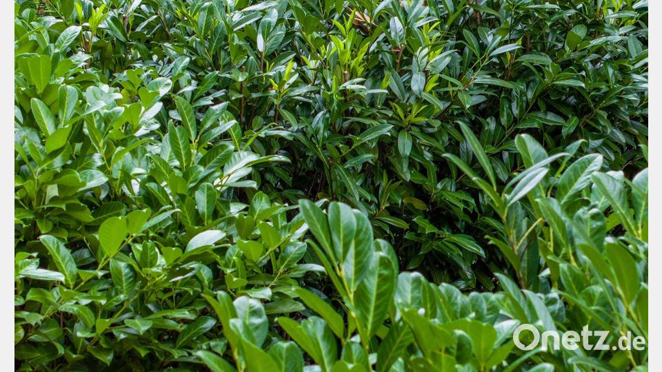 Kirschlorbeer ist wie Hortensien und Forsythien ökologisch nahezu wertlos. (Archivbild) Bild: Christoph Reichwein/dpa
