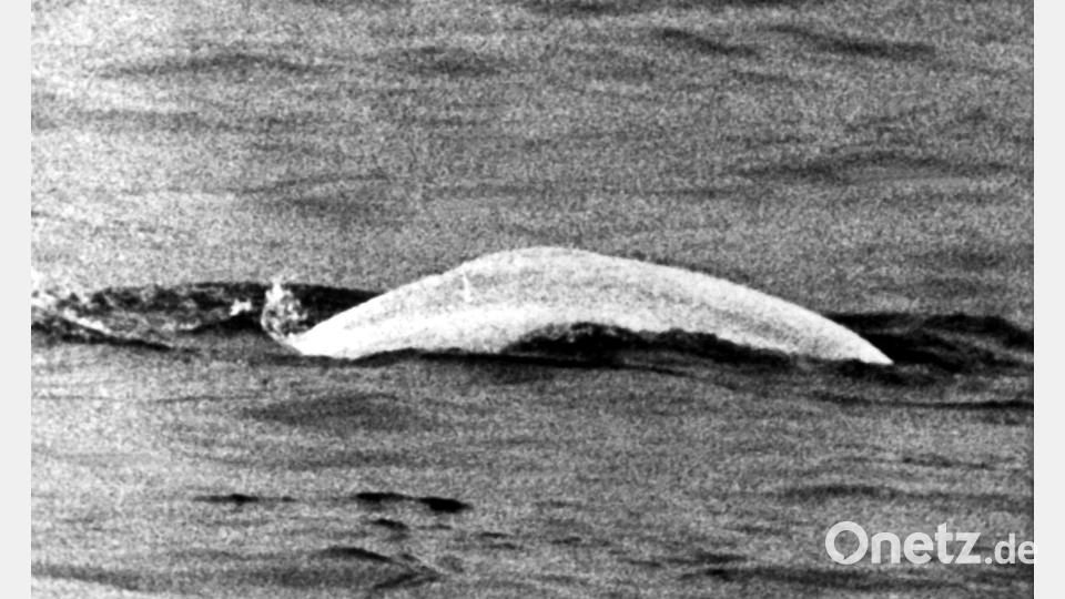Ein auf den Namen Moby Dick getaufter Beluga sorgte 1966 für Aufsehen. Bild: picture alliance / dpa