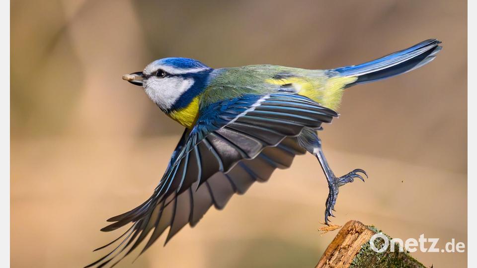 Zahl und Vielfalt der Singvögel sind in den vergangenen Jahrzehnten parallel zum Insektenschwund gesunken. (Archivbild) Bild: Patrick Pleul/dpa