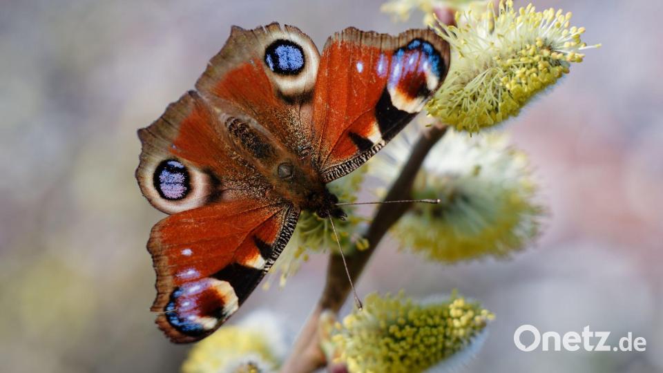 Weidenkätzchen zählen zu den beliebten Nahrungsquellen für Insekten. (Archivbild) Bild: Uwe Anspach/dpa