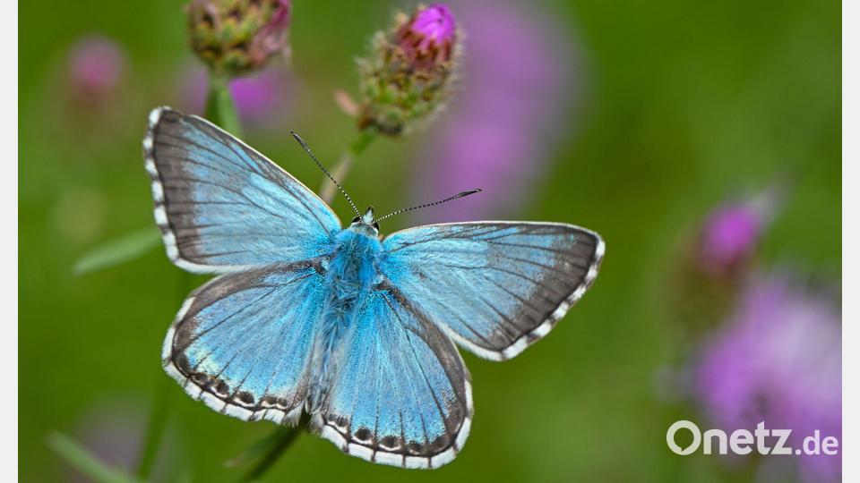 Viele Bläulings‑Arten haben sehr spezielle Pflanzenvorlieben. (Archivbild) Bild: Patrick Pleul/dpa/dpa-tmn