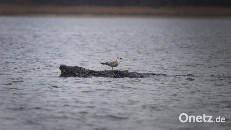 Eine Möwe sitzt auf dem vor Wismar gestrandeten Wal Bild: Philip Dulian/dpa