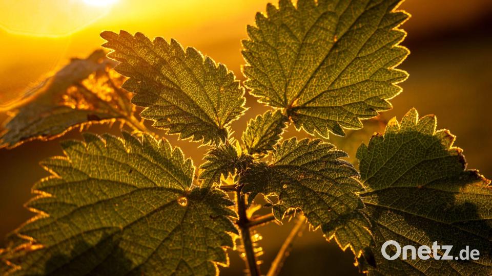 Wildpflanzen wie Brennnesseln oder Klee werden in vielen Gärten an jeder Stelle ausgerissen. (Archivbild) Bild: Sina Schuldt/dpa