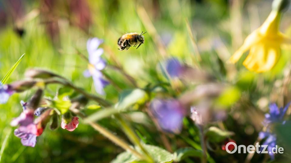 Das typische Frühlingsgefühl entsteht auch durch die kleinen Lebewesen um uns herum. (Archivbild) Bild: Frank Rumpenhorst/dpa
