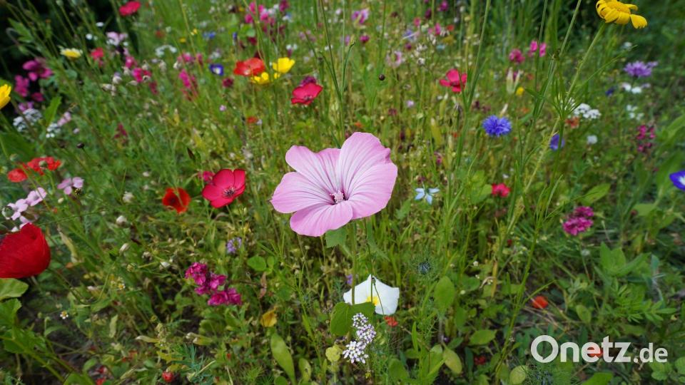 Auch wenn bei weitem nicht jede Blumenwiese so voller Blüten steht: Sie ist wertvoll für Lebewesen. (Archivbild) Bild: Marcus Brandt/dpa