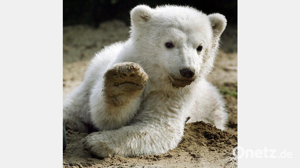 Eisbär-Baby Knut grüßt 2007 mit erhobener Tatze. Bild: Wolfgang Kumm/dpa
