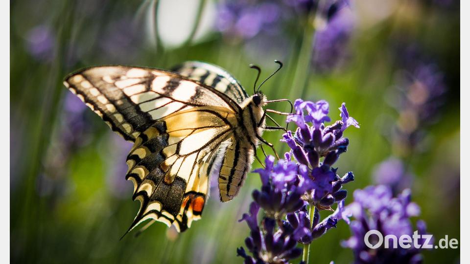 Lavendel ist bei verschiedenen Schmetterlingsarten wie auch dem Schwalbenschwanz beliebt. (Archivbild) Bild: Patrick Pleul/dpa/dpa-tmn