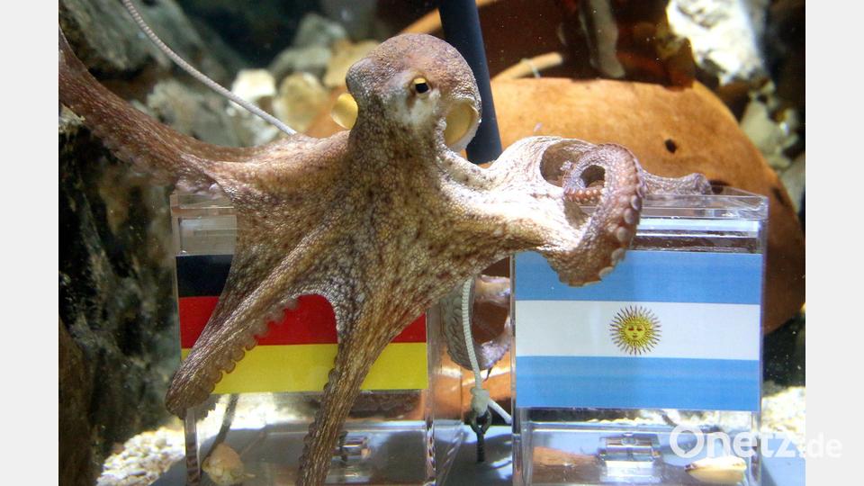 War ganz schön schlau: Krake Paul. Bild: Roland Weihrauch/dpa